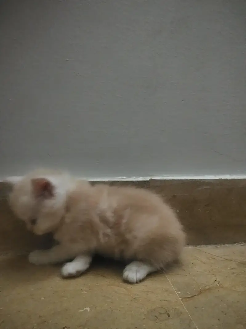 4 Persian Kittens for Sale — photo 6