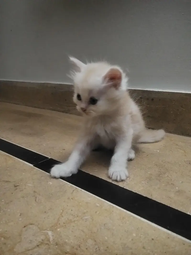 4 Persian Kittens for Sale — photo 7