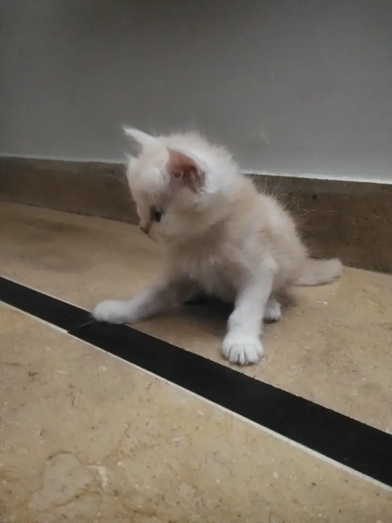 4 Persian Kittens for Sale — photo 8