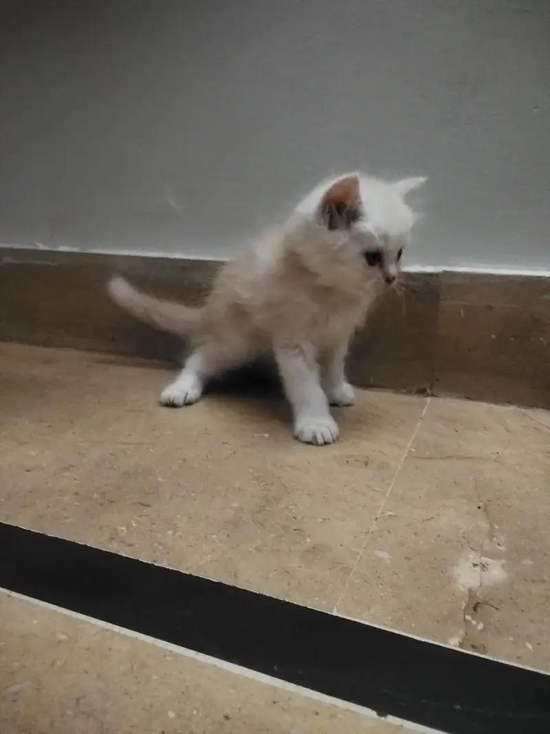 4 Persian Kittens for Sale — photo 9