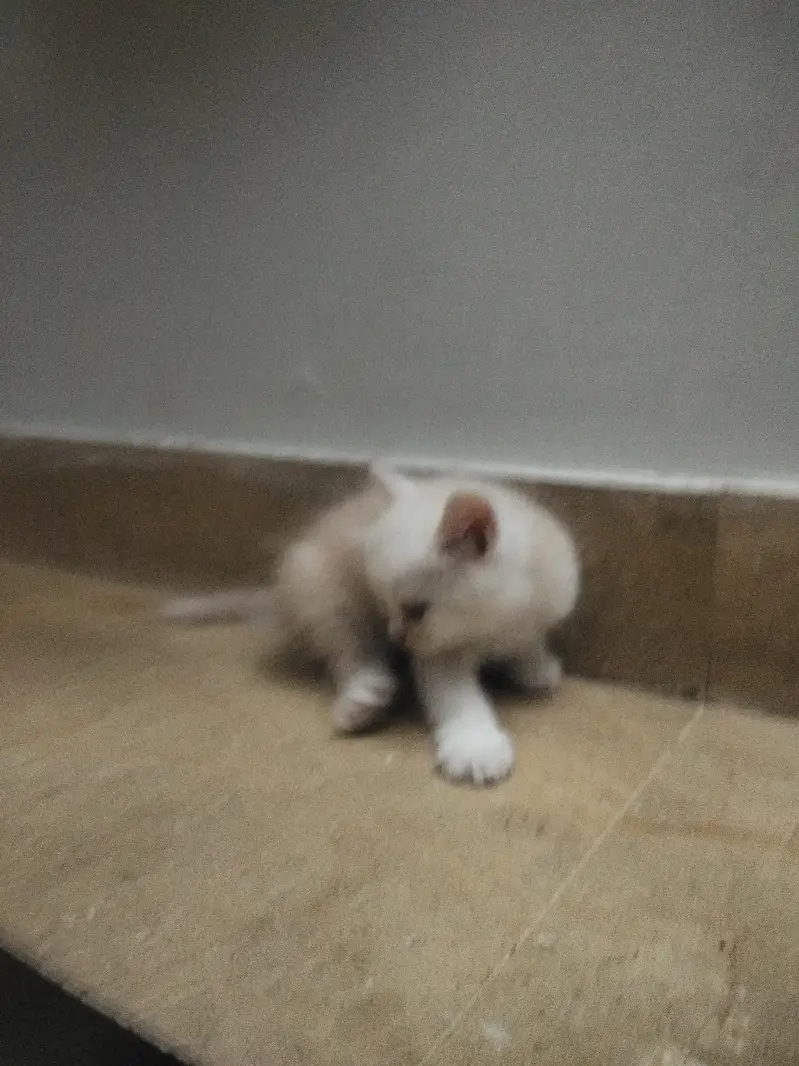 4 Persian Kittens for Sale — photo 10