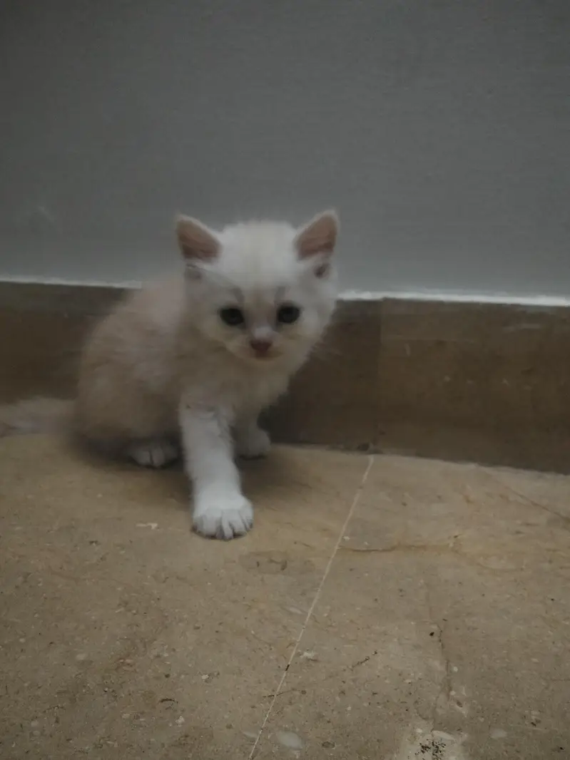 4 Persian Kittens for Sale — photo 11