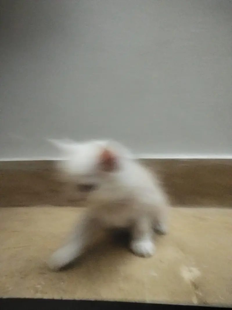 4 Persian Kittens for Sale — photo 12