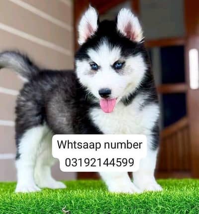Siberian husky fore sale
