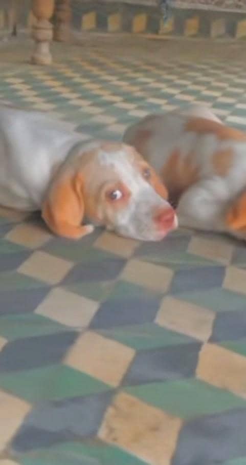 pentar dog 0