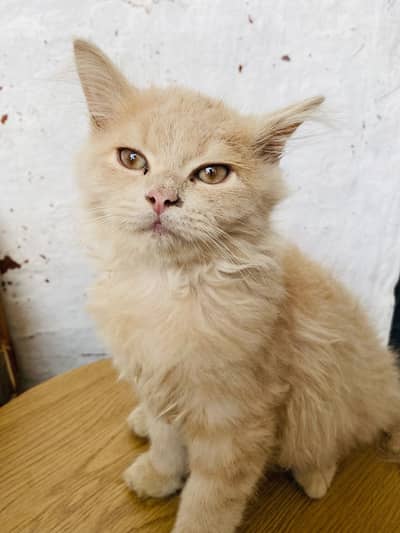 Brown Persian kitten