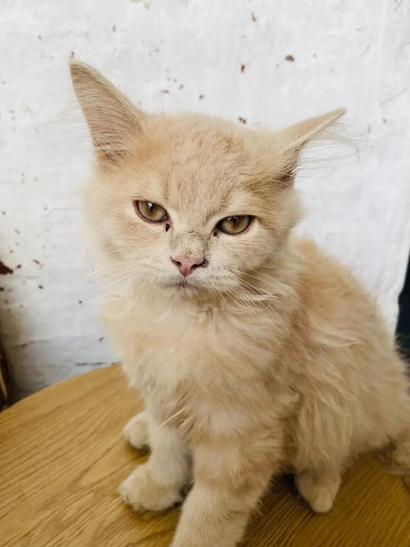 Brown Persian kitten — photo 2