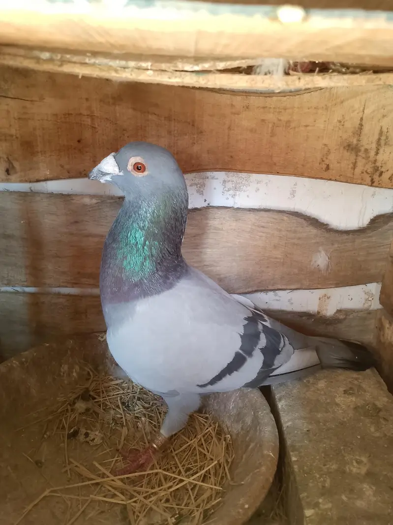 qasid pigeon — photo 2