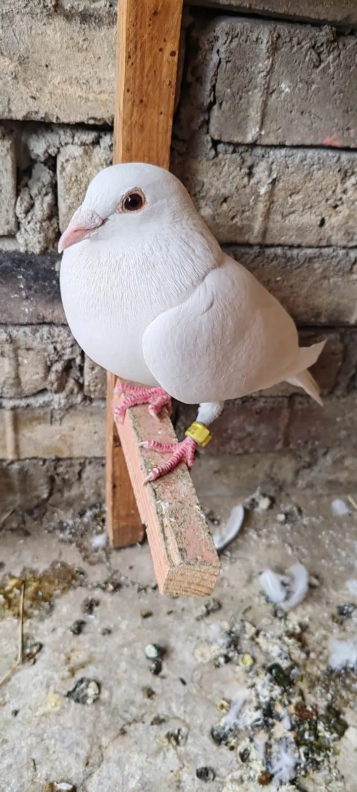 qasid pigeon — photo 5