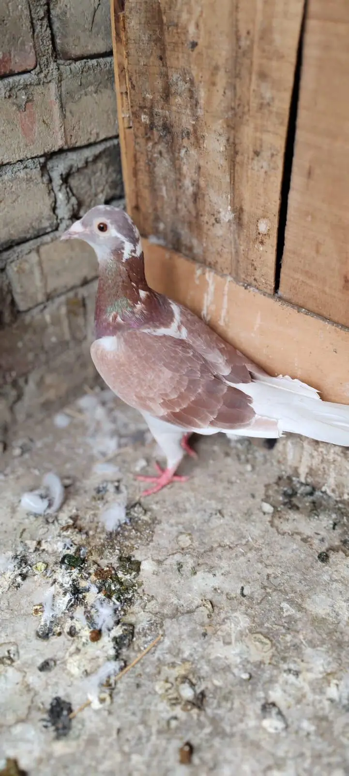 qasid pigeon — photo 6