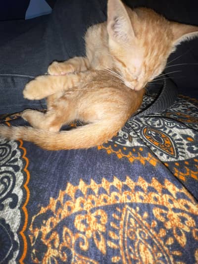  Cute Orange Kitten – Healthy & Playful