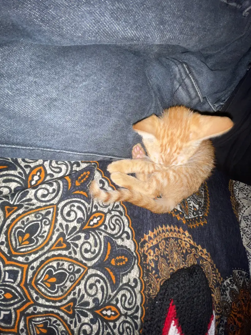  Cute Orange Kitten – Healthy & Playful — photo 2