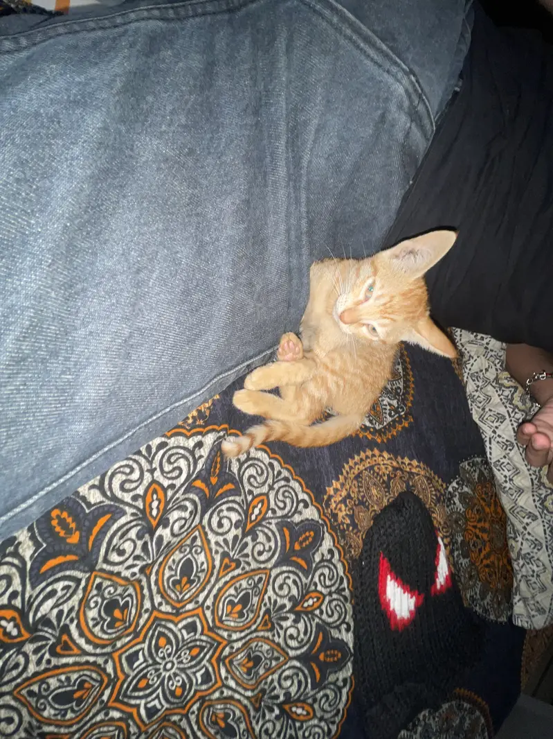  Cute Orange Kitten – Healthy & Playful — photo 3