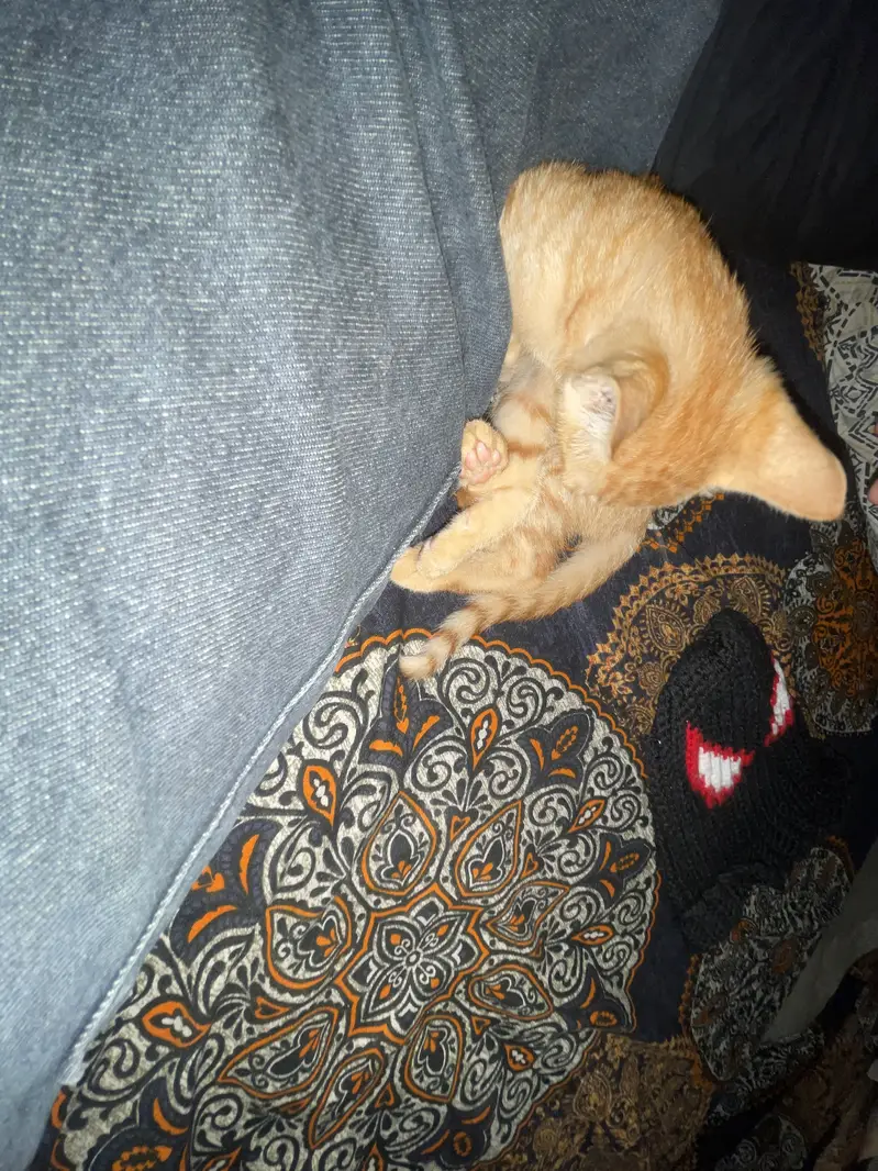  Cute Orange Kitten – Healthy & Playful — photo 4