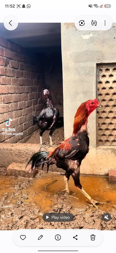 thai pkoy chicks