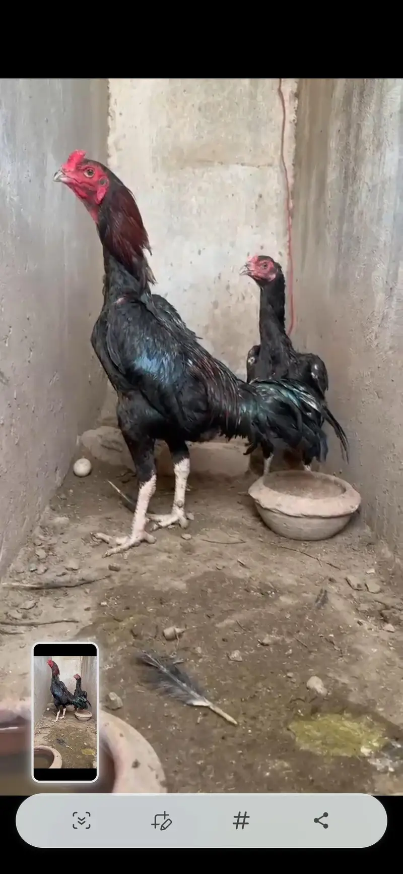 thai pkoy chicks — photo 2