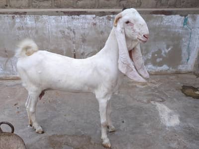 gulabi bakri