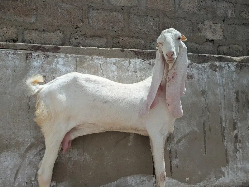 gulabi bakri — photo 2