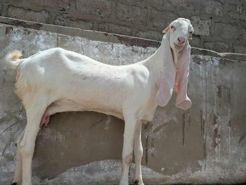 gulabi bakri — photo 3