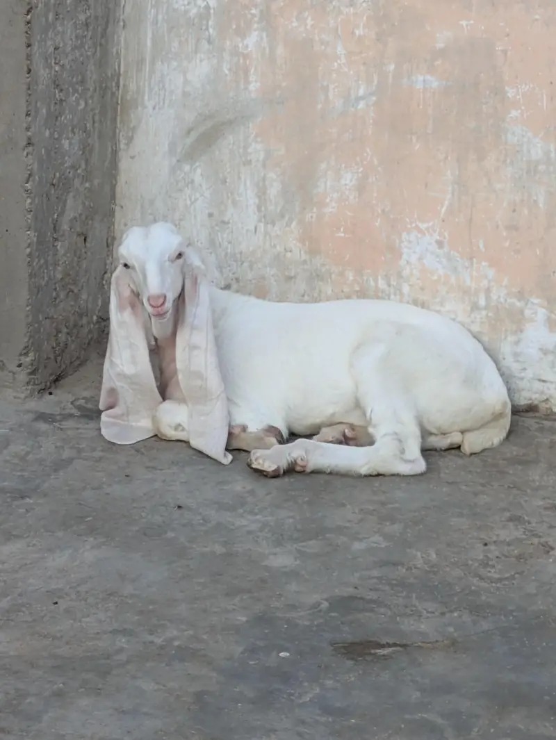 gulabi bakri — photo 4
