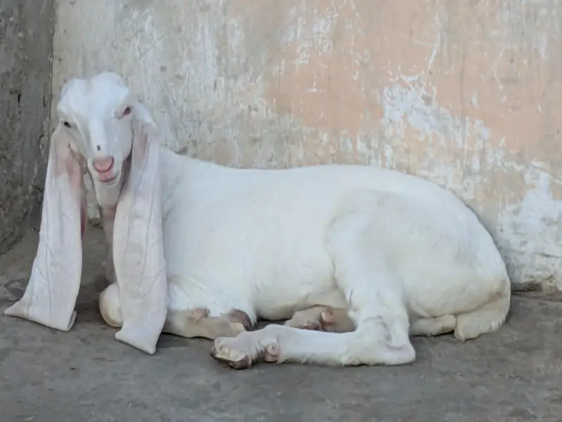gulabi bakri — photo 5