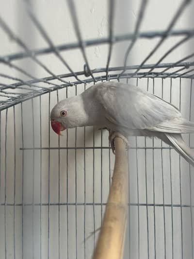 Grey Ringneck Ready to Breed Pair - Nail Tail Clear