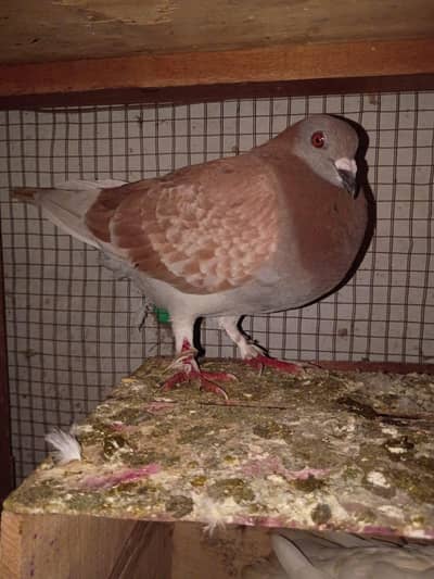big size pigeon