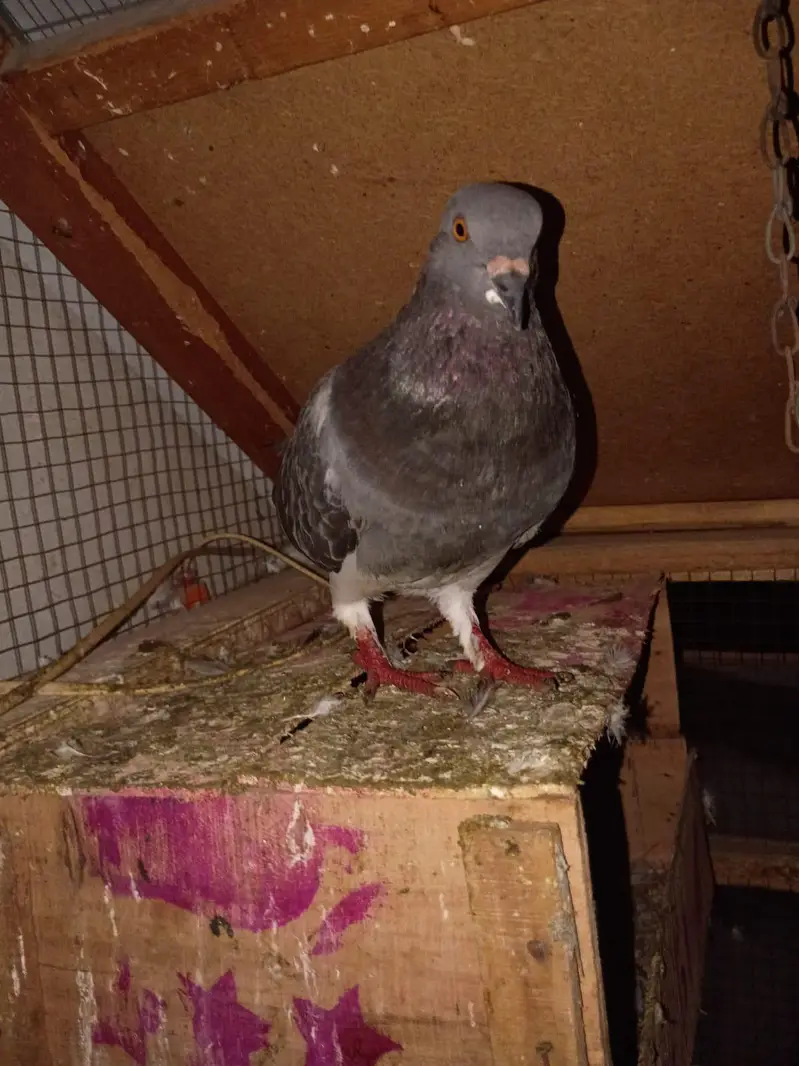 big size pigeon — photo 3