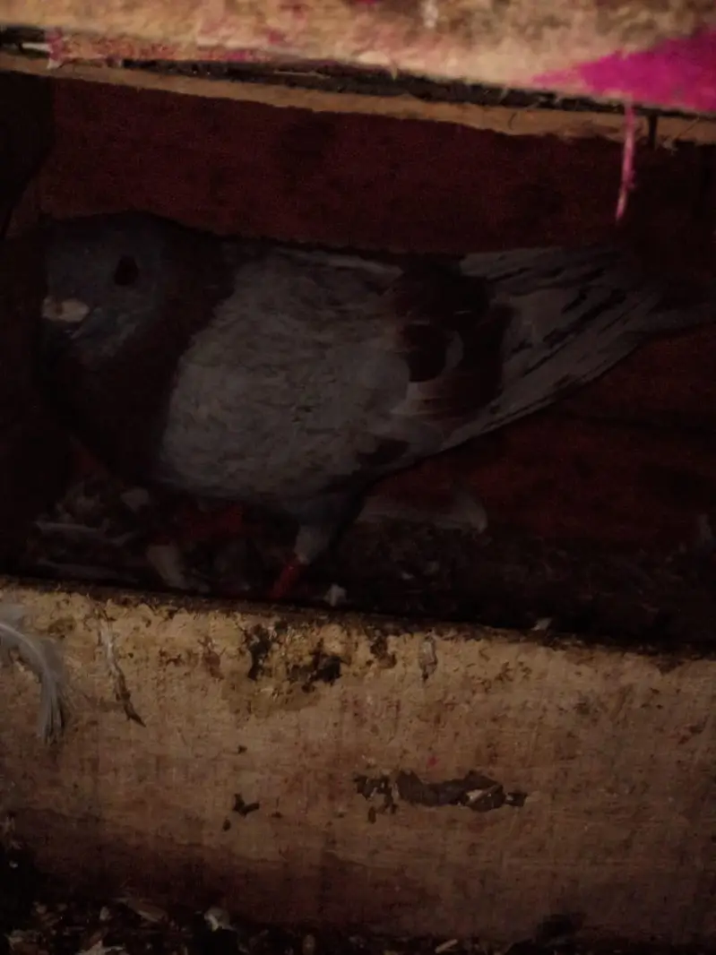 big size pigeon — photo 4