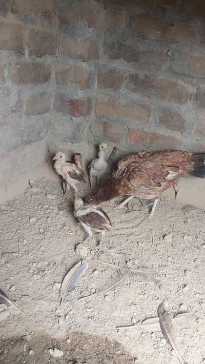 aseel birds