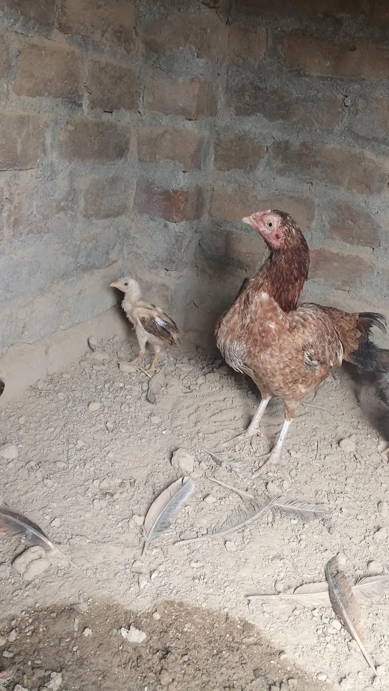 aseel birds — photo 2