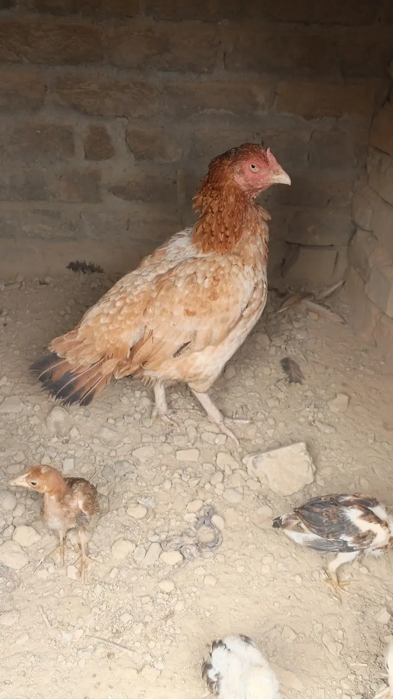 aseel birds — photo 3