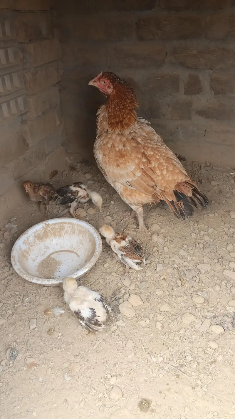 aseel birds — photo 4