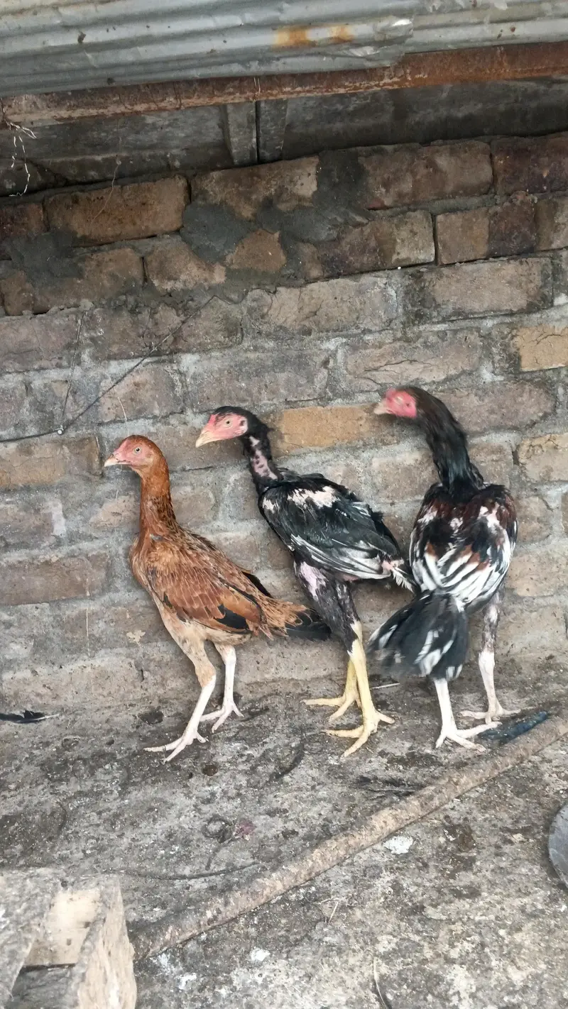 aseel birds — photo 5