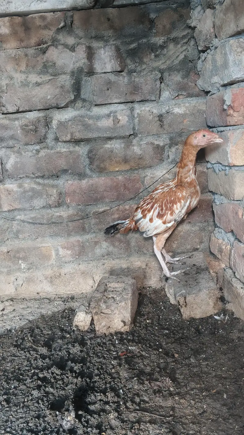 aseel birds — photo 6