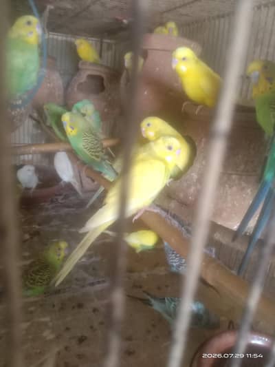 breeding ready