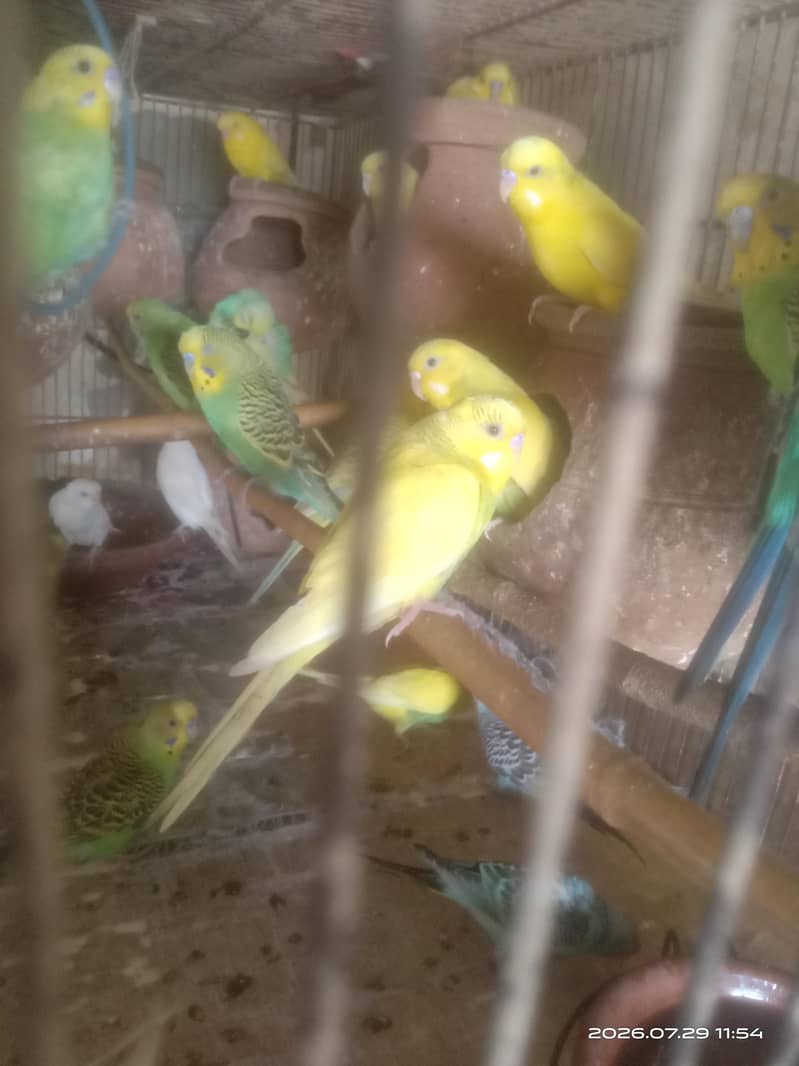 breeding ready 0
