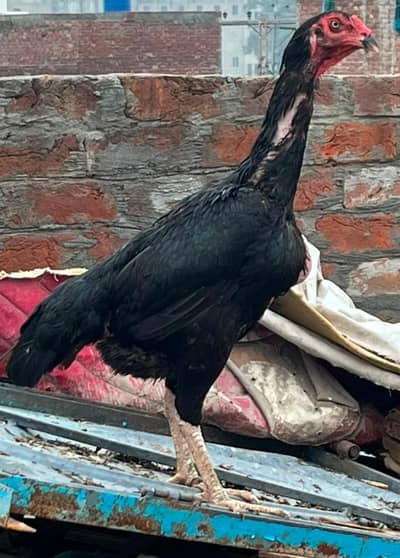 main wali aseel breeder femail . 4500