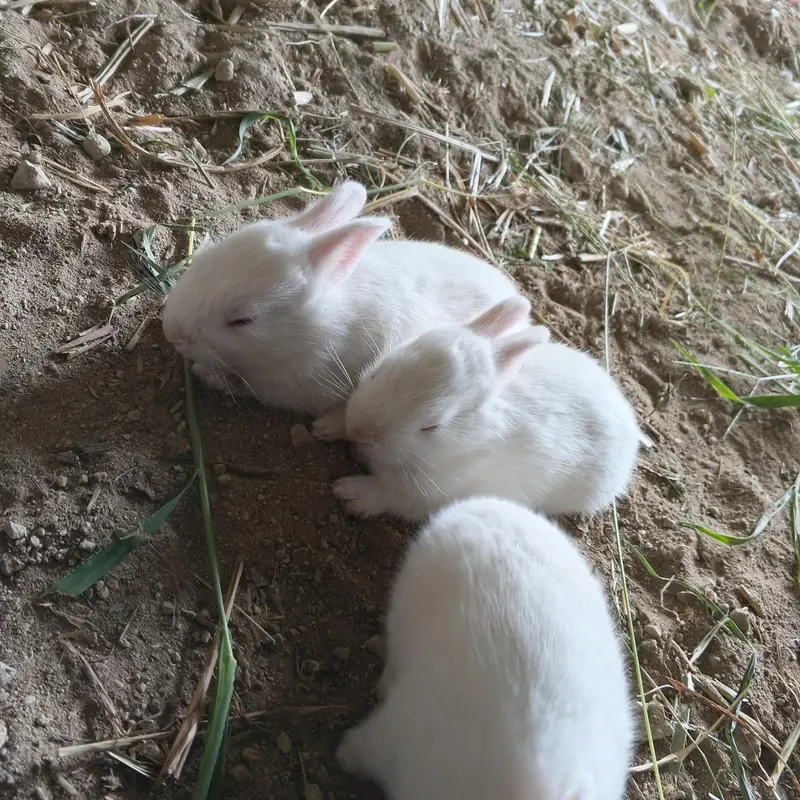 * برائے فروخت: صحت مند سفید خرگوش*  — photo 2