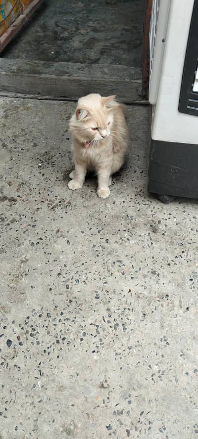cats male