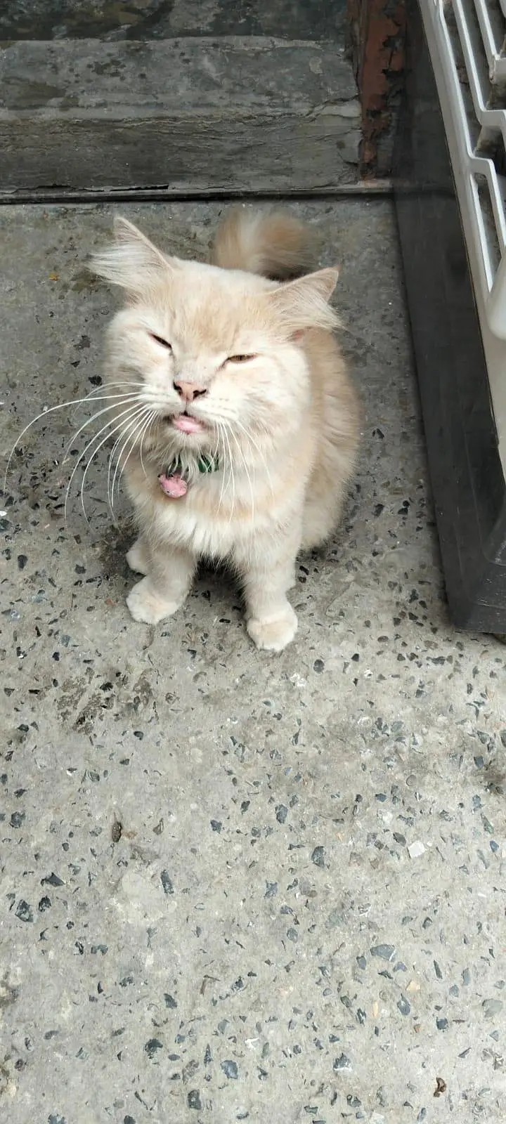 cats male — photo 2