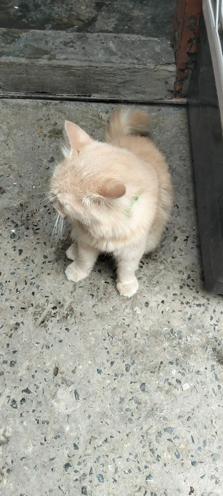 cats male — photo 3