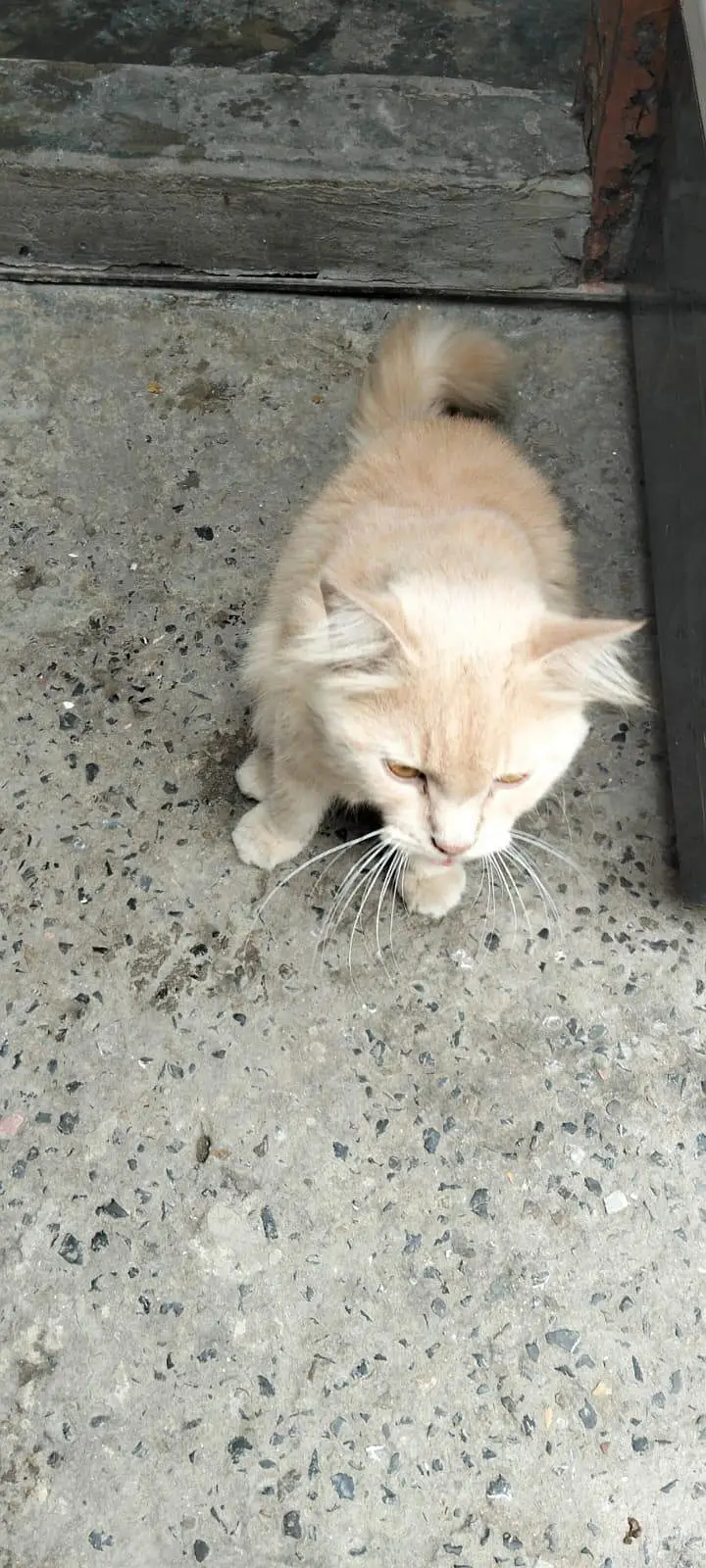 cats male — photo 4