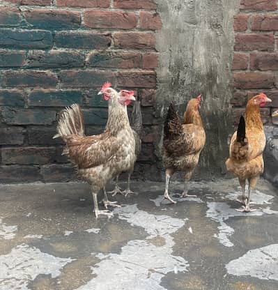 Hens egg laying ( ande deni wali murgi)