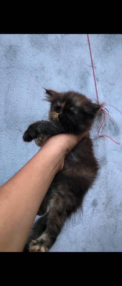 Kittens Persian | litter train | triple coat white and caligo color