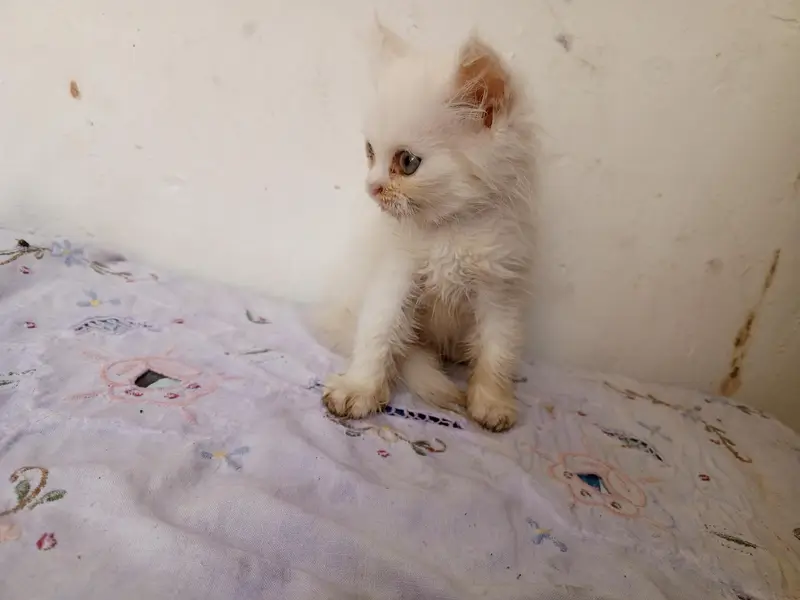 Kittens Persian | litter train | triple coat white and caligo color — photo 3
