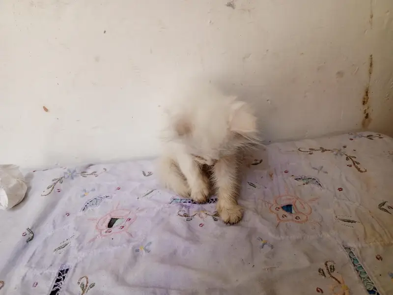 Kittens Persian | litter train | triple coat white and caligo color — photo 4