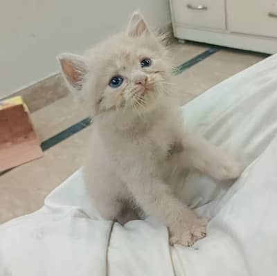 urgent sale