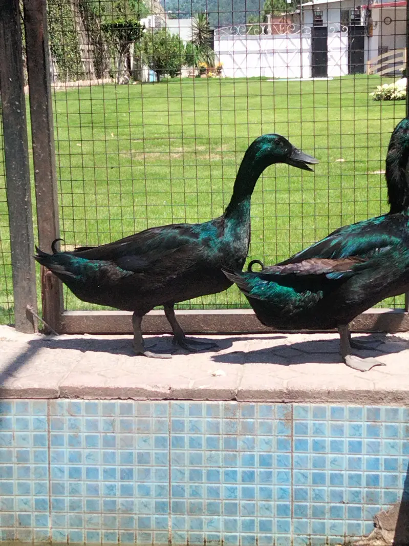 Cayuga duck | duck | ducks | بطخ — photo 3