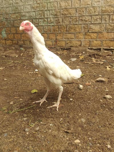 aseel heera murgi